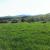 The herd grazing on the lush grasses.